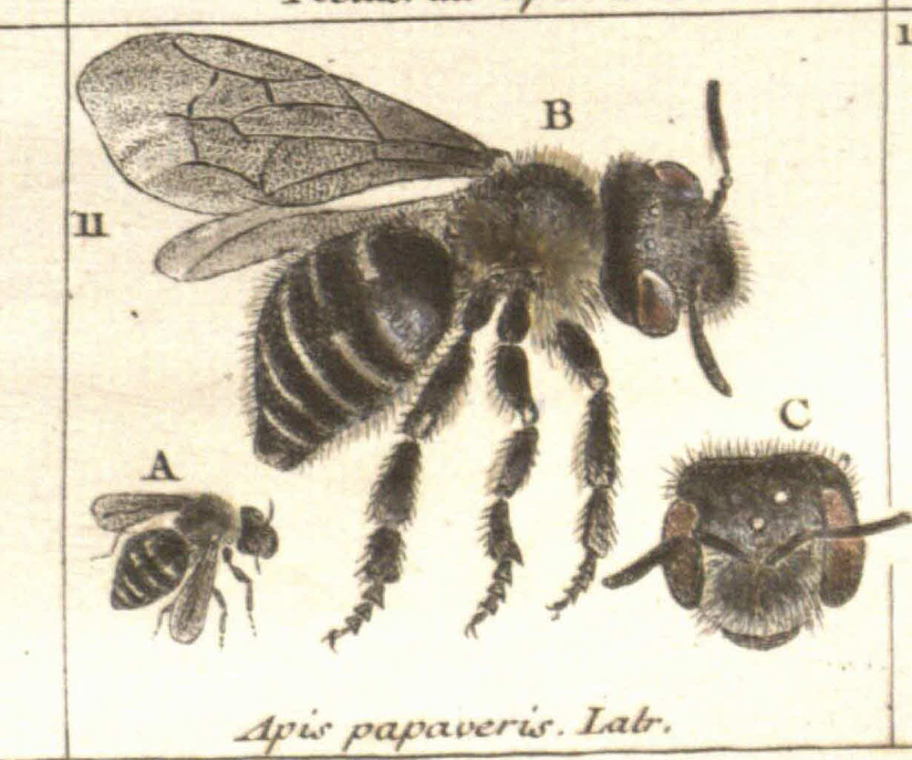 Bee