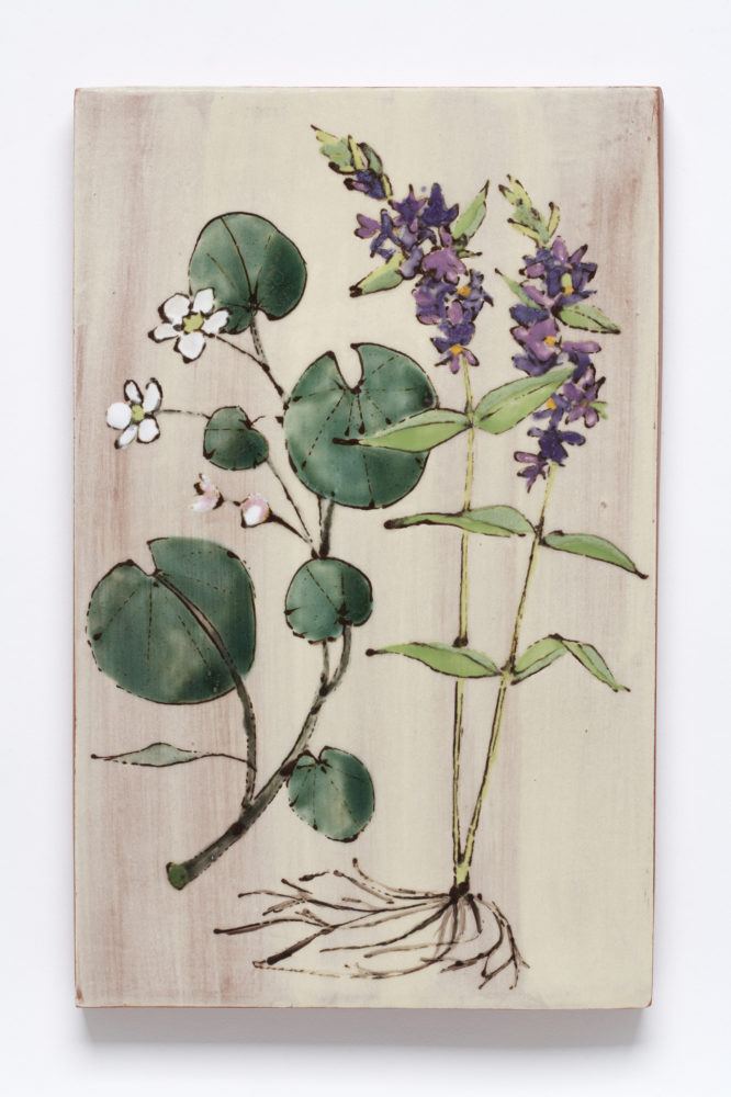 Floating Marsh-marigold and Purple Loosestrife