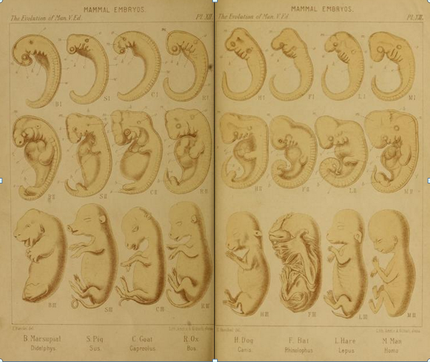 Mammal Embryos from "Evolution of Man" by Ernst Haeckel.