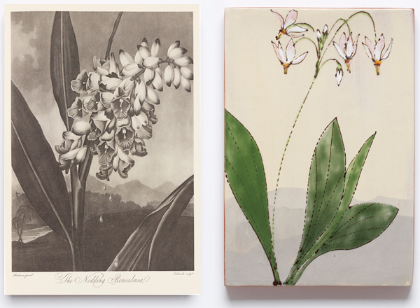 Botanical illustration (left) provided inspiration Hagens' colorful finished tile (right).