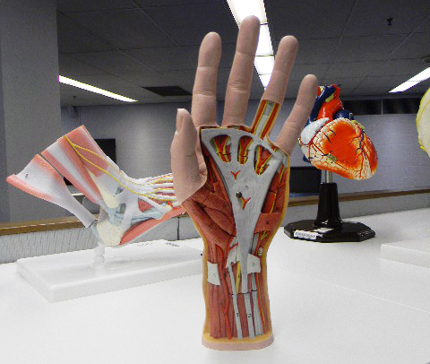 Anatomical models.