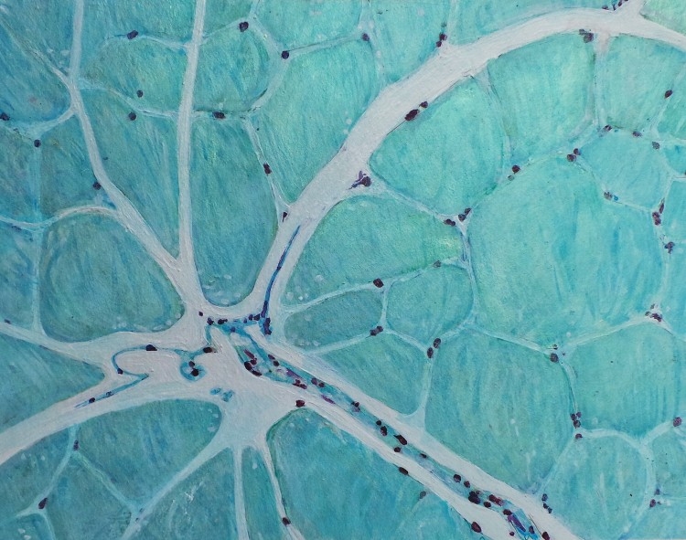Striated (Skeletal) Muscle in Blue #1.