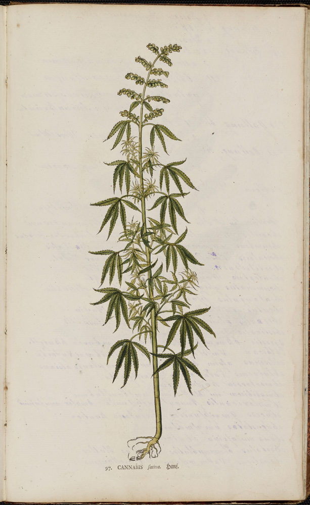 Botanical illustration of the cannabis plant.