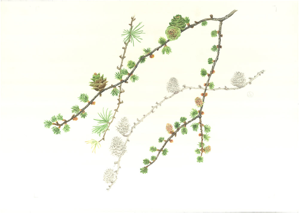 Japanese Larch illustration by Judith Spiegel