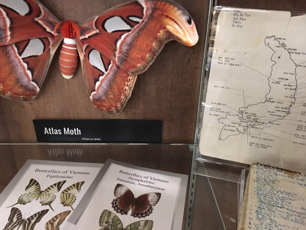 Atlas moth