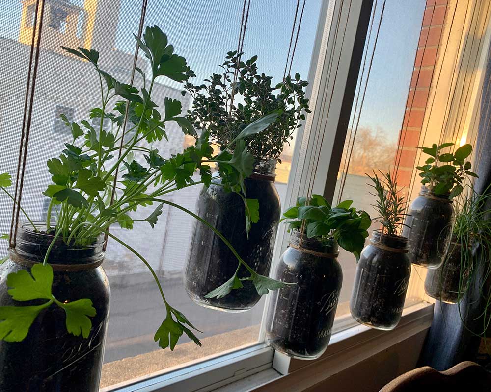 Annie's House Plants in Mason jars.