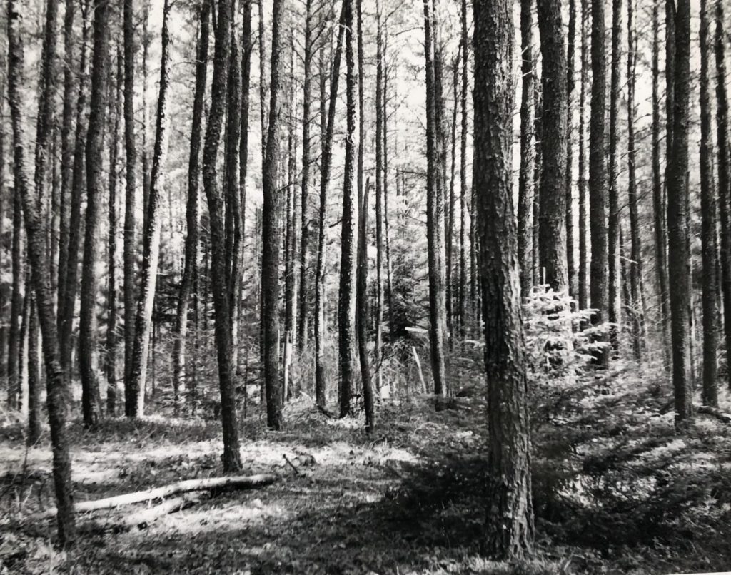 Dense pine forest