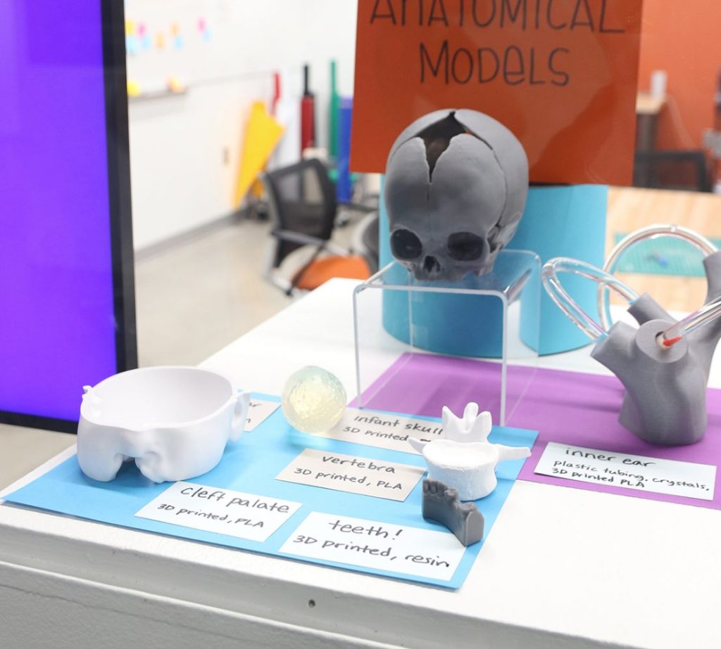 3D printed modesl of anatomical features including cleft palate, teeth, vertebra, inner ear, and infant skull