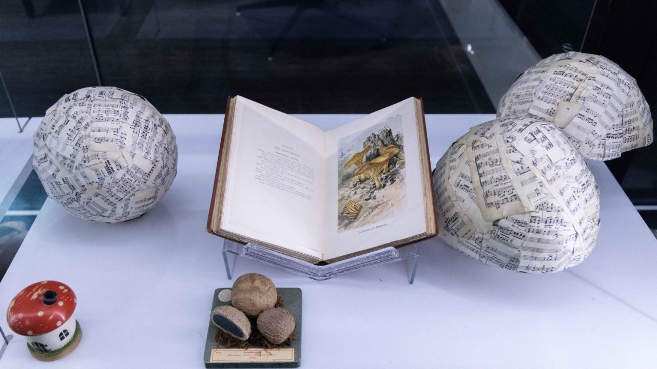 230921_awc_WHL exhibit_013 copy Illustrations of mushrooms in the Mycophobia/Mycophilia exhibit.