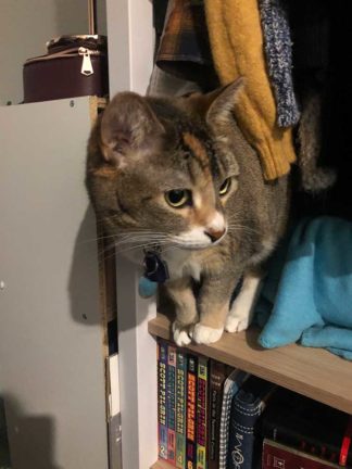 Jamaya's cat, Bonnie