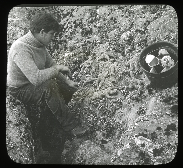 Collecting zoological specimens at a low tide