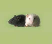 Mouse photo Bill Branson, National Institutes of Health, Bethesda, MD
