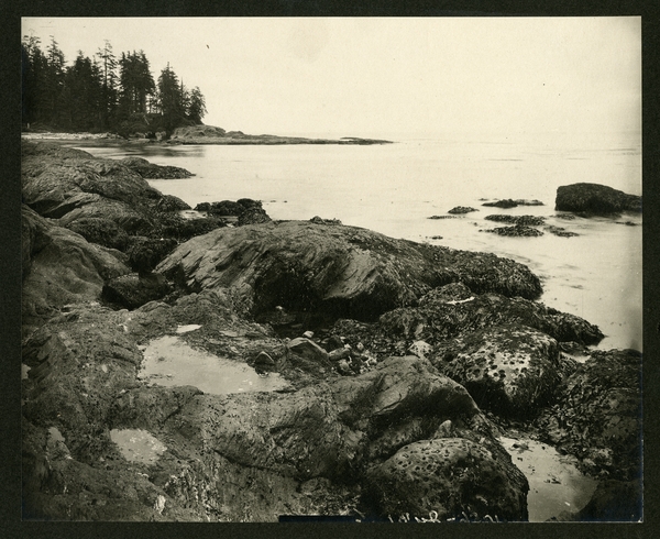 General field of algae on rocks near Bairds point