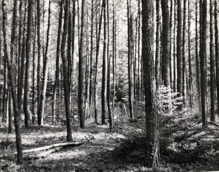 Dense pine forest
