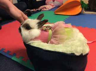 Pet therapy at Stress Busters.