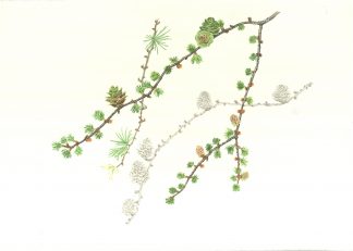 Japanese Larch illustration by Judith Spiegel