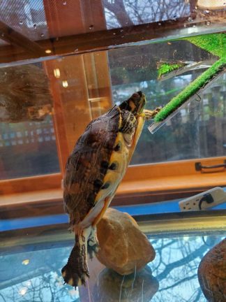 Leonard the turtle