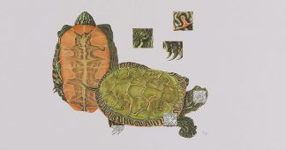Painted turtle, Chrysemys picta by Terry McFarland