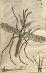 Mosquito-image1