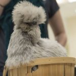 Tilly the Chicken