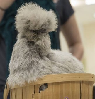 Tilly the Chicken