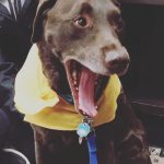 PAWS dog