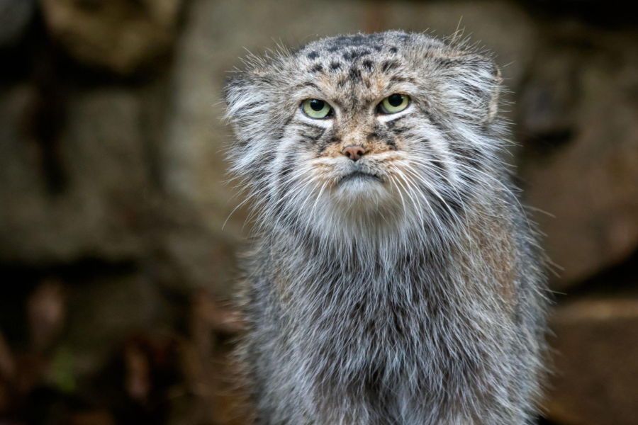 Pallas's cat looks straight ahead