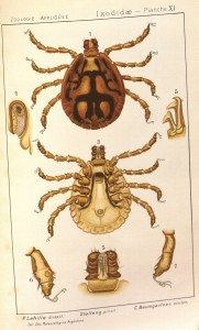 Tick