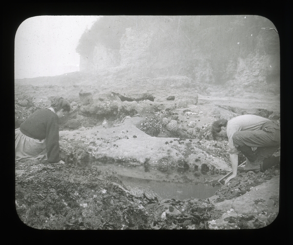 Tide pools and their vegetation