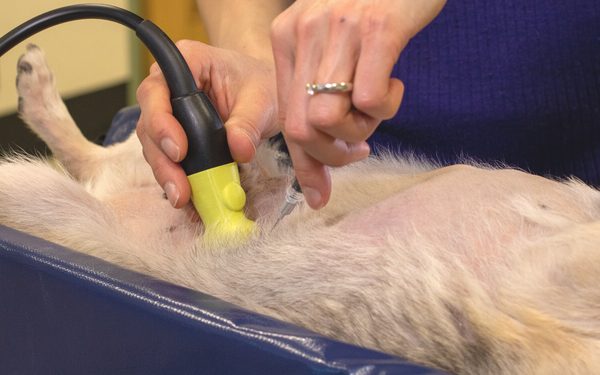 Close up of hands using an ultrasound to guide a hypodermic needle on the stomach of a dog.