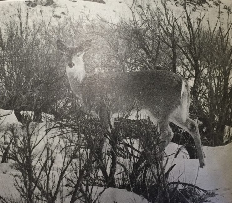 Wild Animals of Glacier National Park (U.S. National Park Service) 