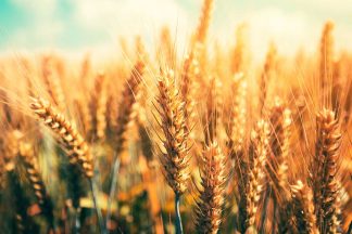  wheat field