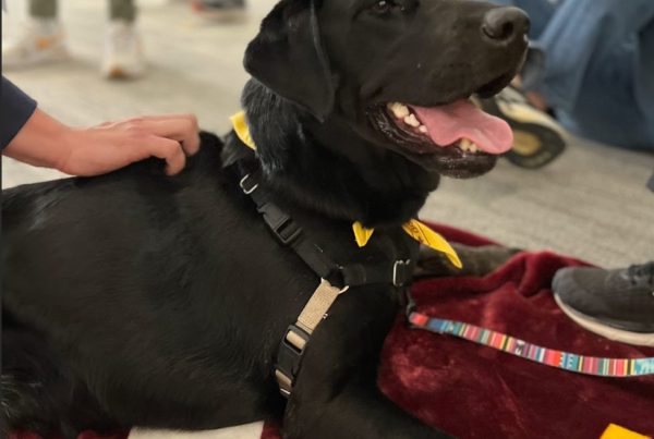 Therapy dog at PAWS at Wilson Library.