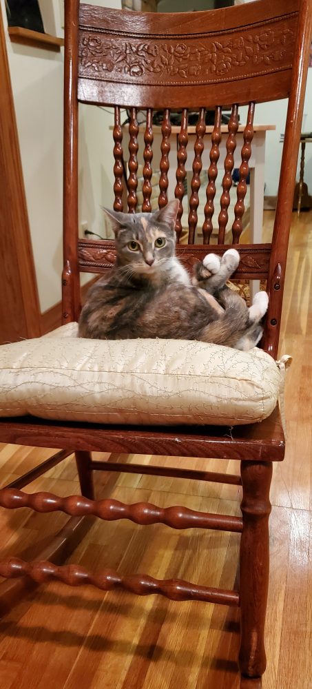 A cat on a cushion on a chair.