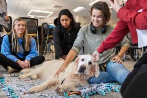 Four students sit in a semi-circle gently petting a golden retriever