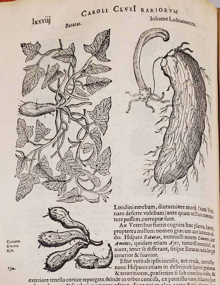Engraving of a vine with a tuber root; probably a sweet potato.