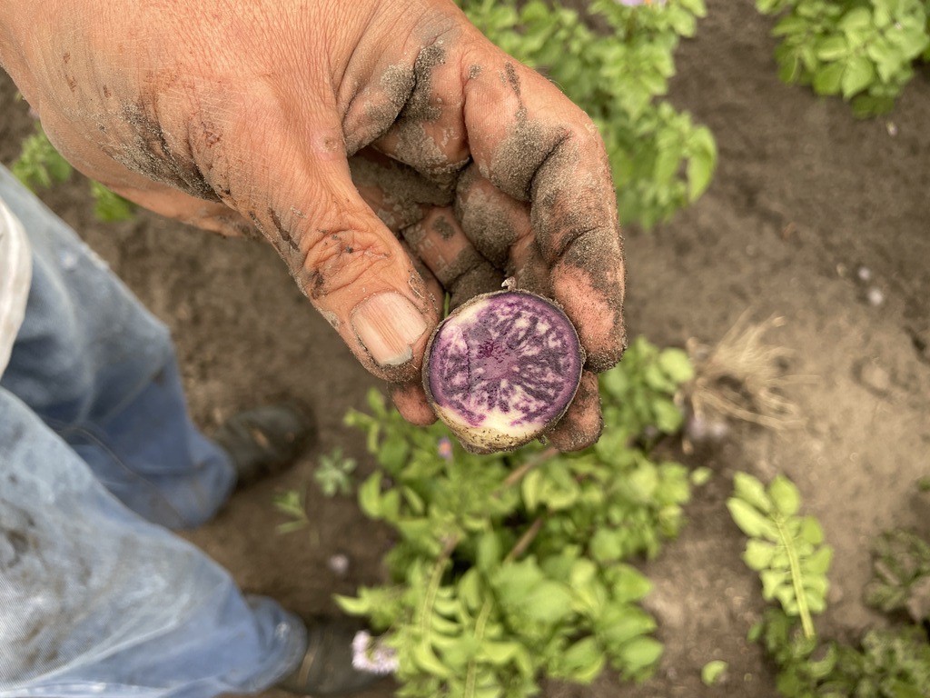 Hand holding a sliced potato, showing the purple flesh.