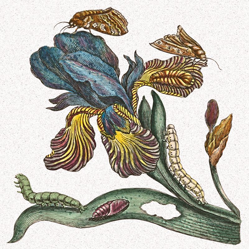 Iris and lepidoptera illustration from the Metamorphosis exhibit