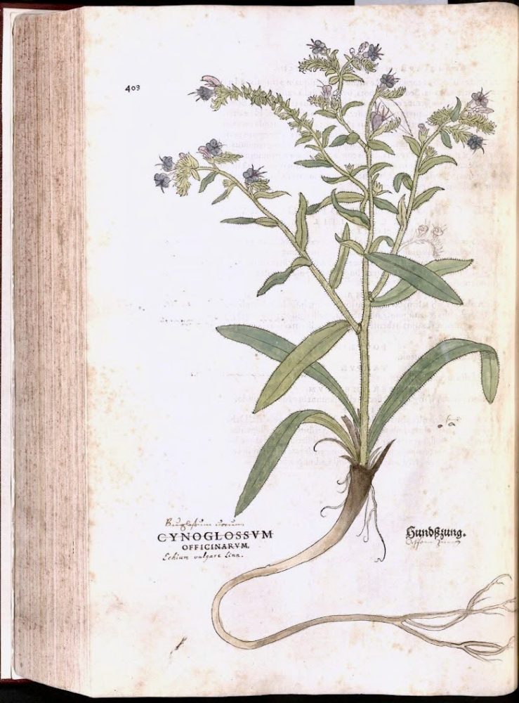 Archival scan of a book page featuring an illustrated plant with a long root and shooting tendrils of delicate flowers
