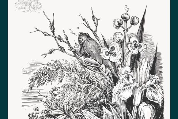 Pen and ink illustration of wetland with frog and flowers
