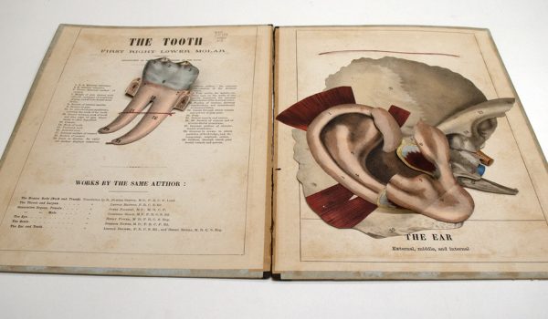 Open book with a drawing of an anatomical tooth on one page and an ear on the other page.