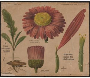 chrysanthemum wall chart