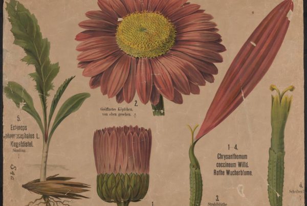 chrysanthemum wall chart
